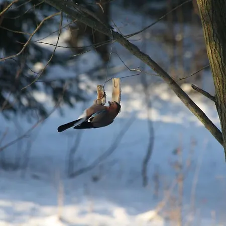 Zaczarowalim - Dom W Gorach Sowich Отель типа 