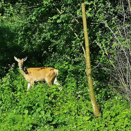 Zaczarowalim - Dom W Gorach Sowich 3* Валим