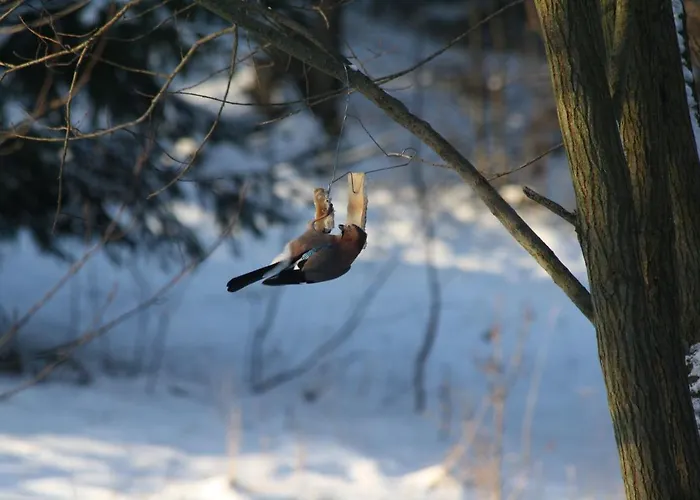 Zaczarowalim - Dom W Gorach Sowich Отель типа 