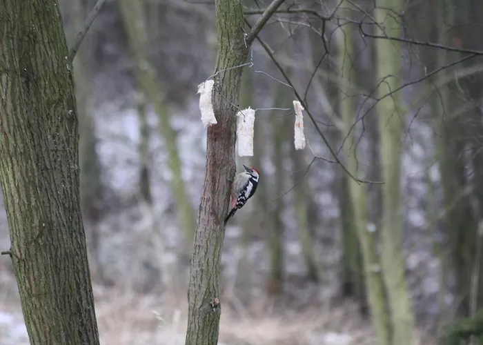 Zaczarowalim - Dom W Gorach Sowich Валим