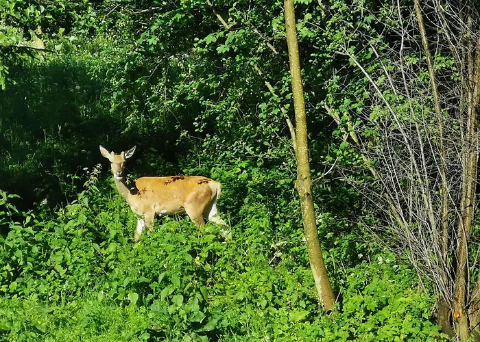 Zaczarowalim - Dom W Gorach Sowich 3* Валим